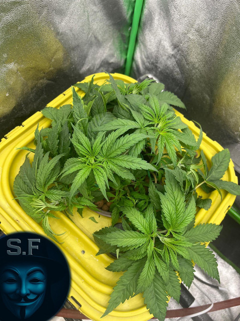 03-11-1