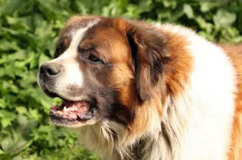 Supporting Your Aging St. Bernard: Key Supplements for Senior Dog Health