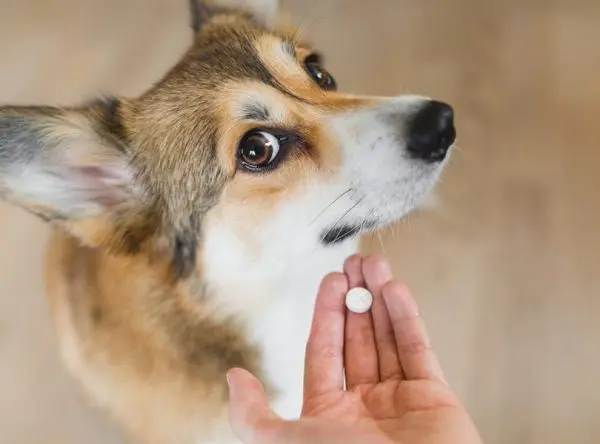 FDA Approves First Dual-Purpose Medication for Canine Anxiety