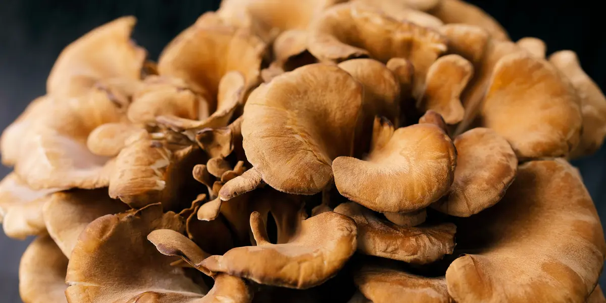 Daily Maitake Mushroom Intake May Boost Memory in Seniors