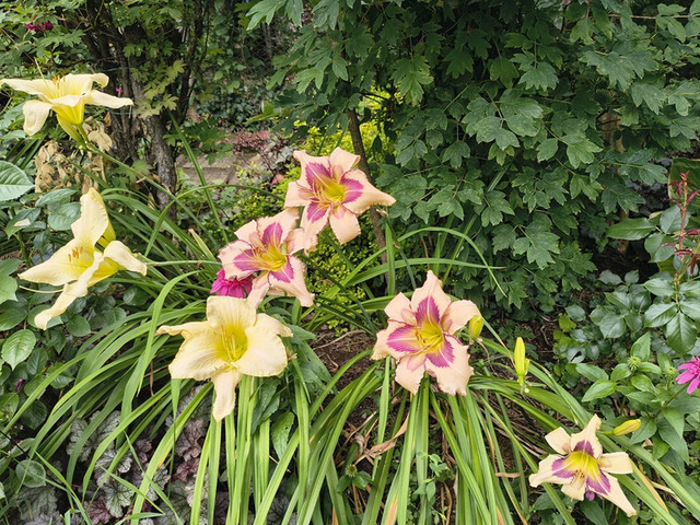 hemerocallis.jpg