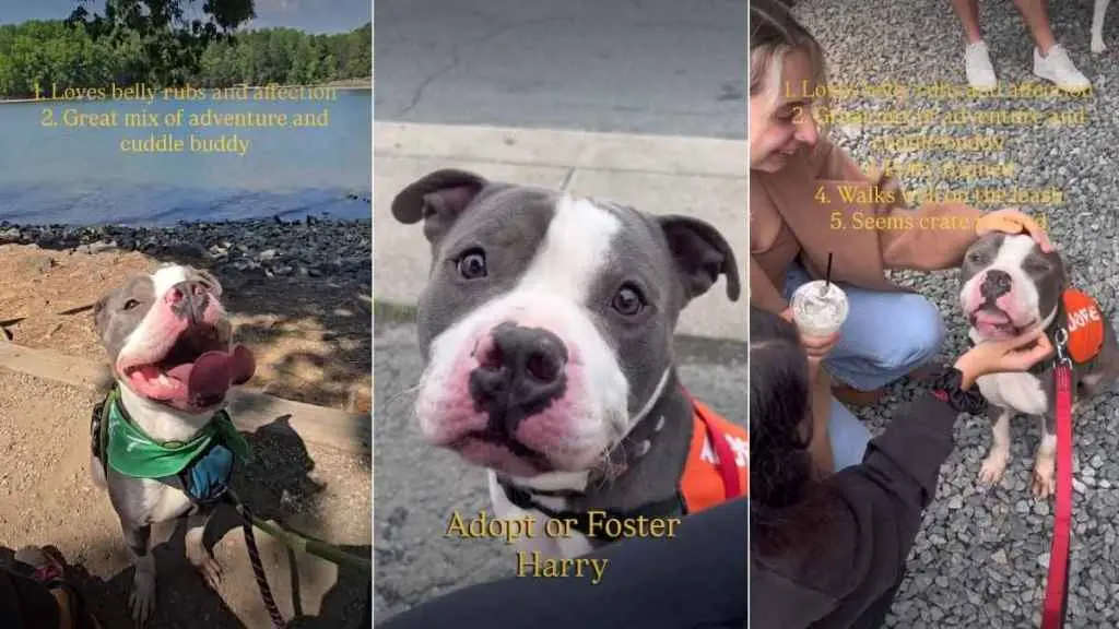 Abandoned Shelter Dog Finds Forever Home Hope