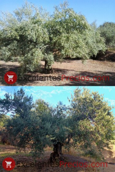 Fructification de l'olivier, campagne d'huile d'olive 2017 et 2018