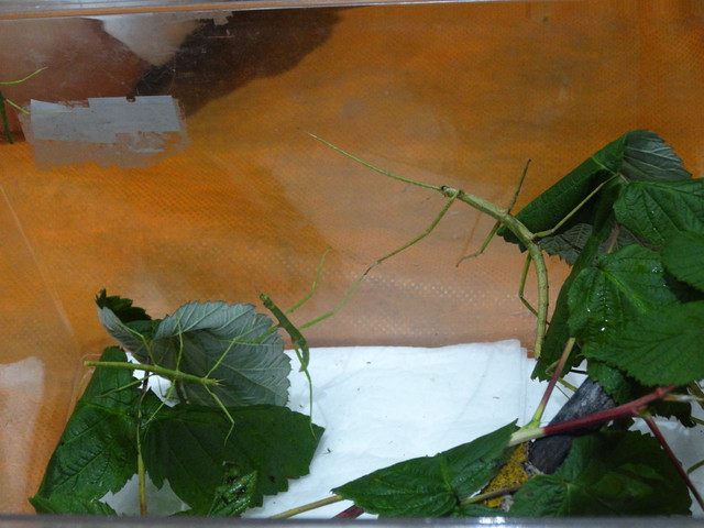 DSC03538