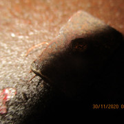 IMG-2371