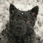 good-boy