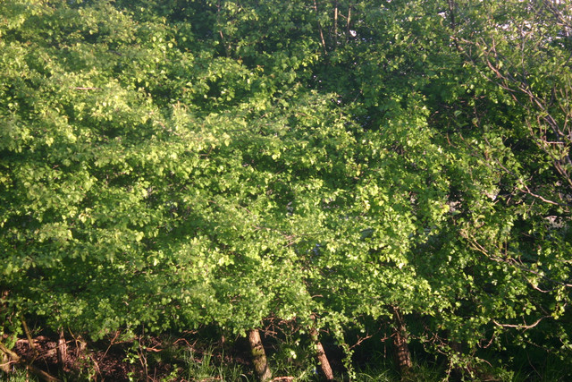 IMG-0377