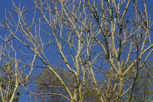 IMG-0346