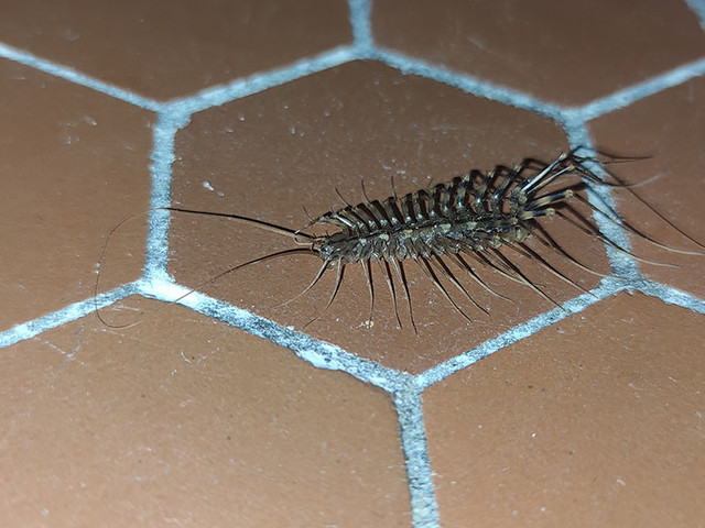 https://i.ibb.co/0tvk795/insecte03cot.jpg