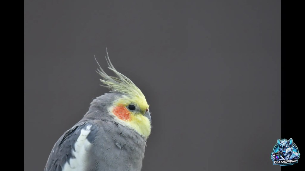 A cockatiel with a yellow face and orange cheek patch.