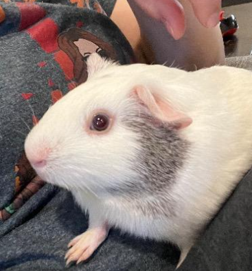coco