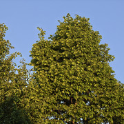 IMG 20260505 054124