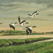 dawn flight shelduck