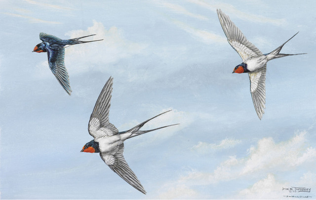swallows