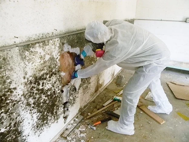 Mould Remediation