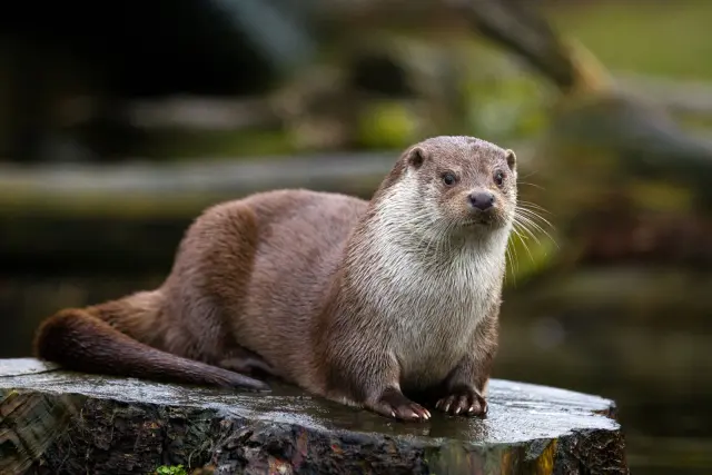 Neville - Otter.webp