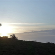 059a-Hawthorns