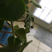 kizareplantlets