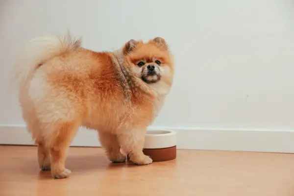 Mealtime Mishaps: When Dogs Play with Their Food