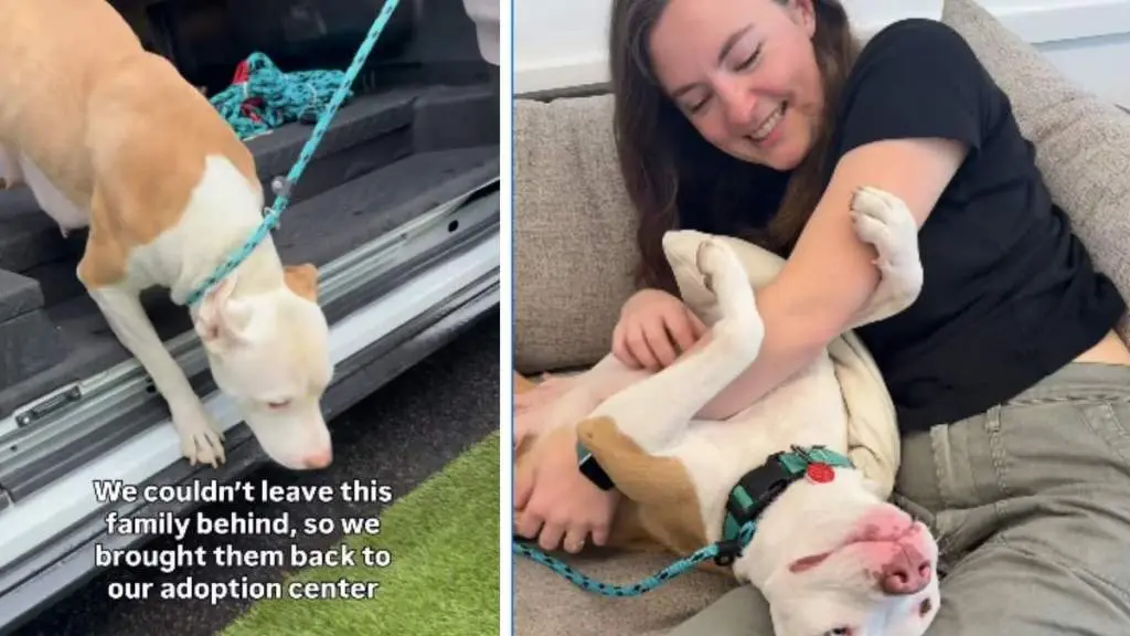 Mama Shelter Dog Watches All Her Babies Find Homes, Now She’s Hoping for One Too