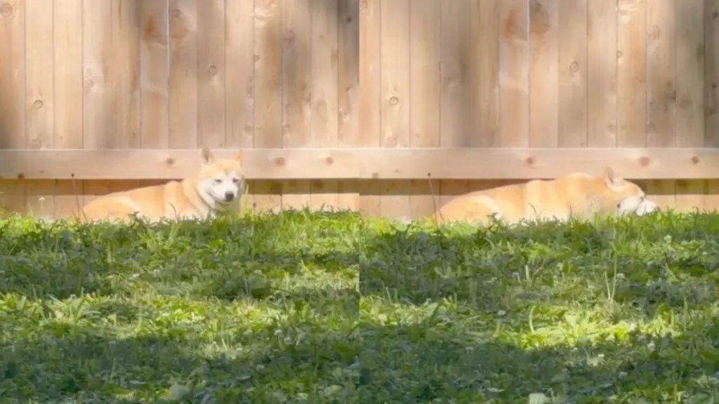 A Rescue Dog's Journey from Fear to Trust