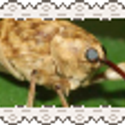 acorn weevil