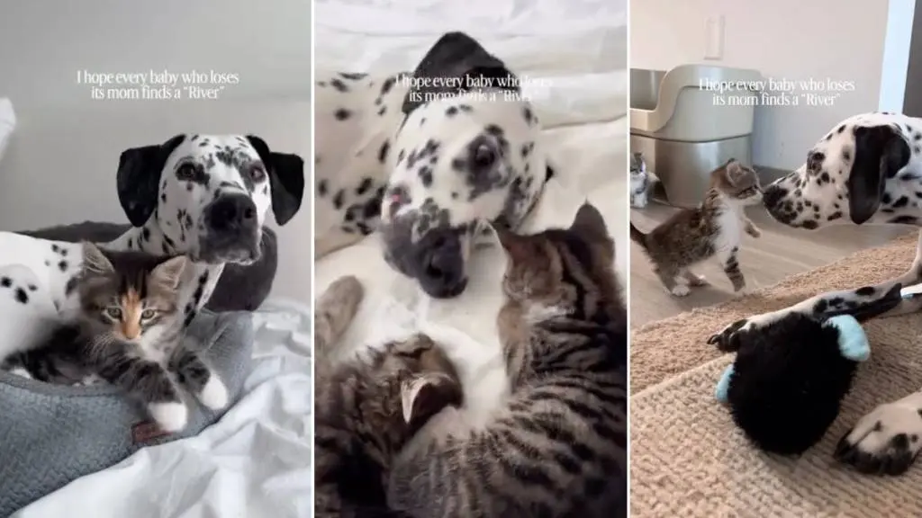 Big Dog Mothers 'Babies' Who Aren't Even Her Own