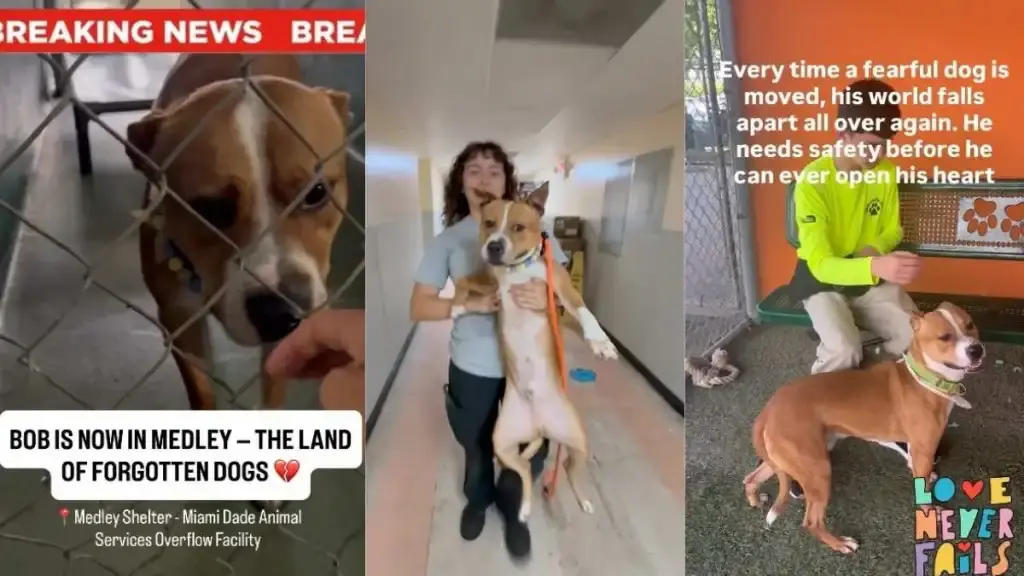Shelter Dog Bob Faces New Challenges in Search for Forever Home