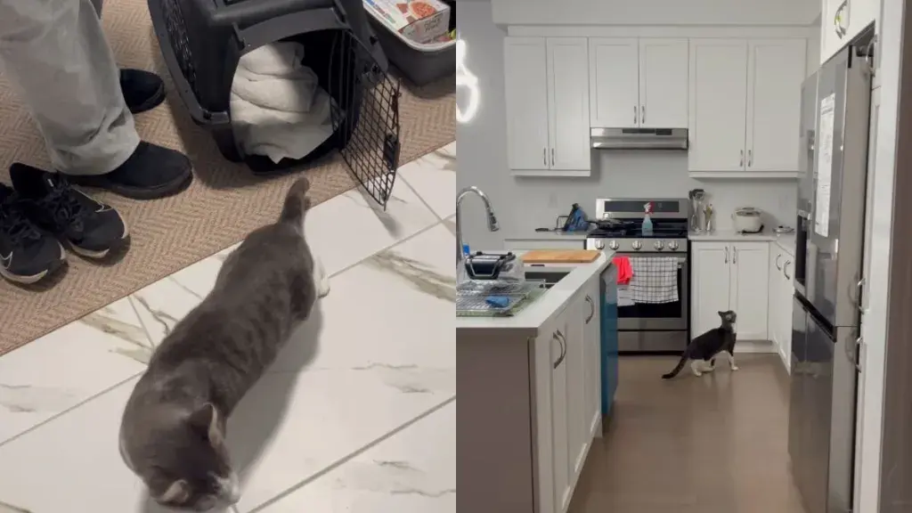 Foster Cat's First Night Home Is an Adventure