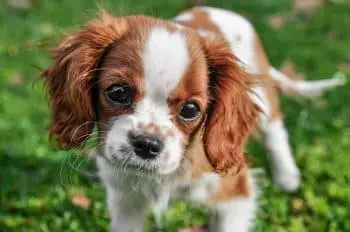 Essential Supplements for Cavalier King Charles Spaniel Puppies