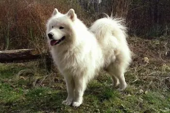 Top Samoyed Activity Trackers for 2026