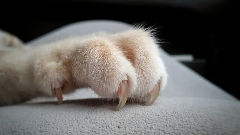 Canada Bans Declawing Cats