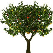 Alphaappletree-zpsrysuvf3w