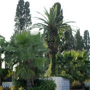 DSC7278