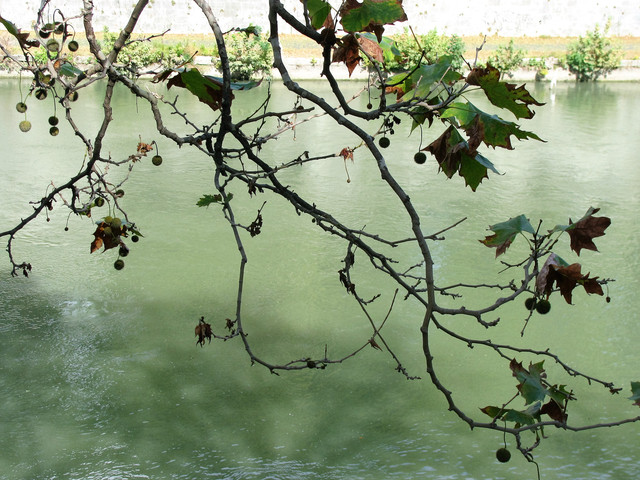 IMG-0536