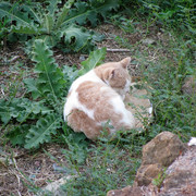 IMG-0543