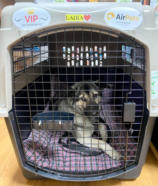 pet-relocation-services-in-india.jpg