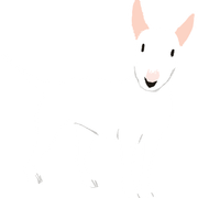 Bull-terrier-white