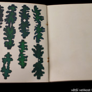 IMG-4638