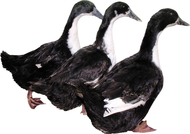 Clipart-fowl-31
