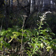 DSC7515