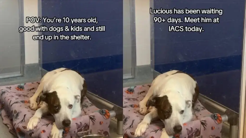 Senior Dog's Desperate Wait for a Forever Home