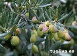 Picudo, variété d'olive adaptée à la table et à l'huile Variété d'olive Picudo