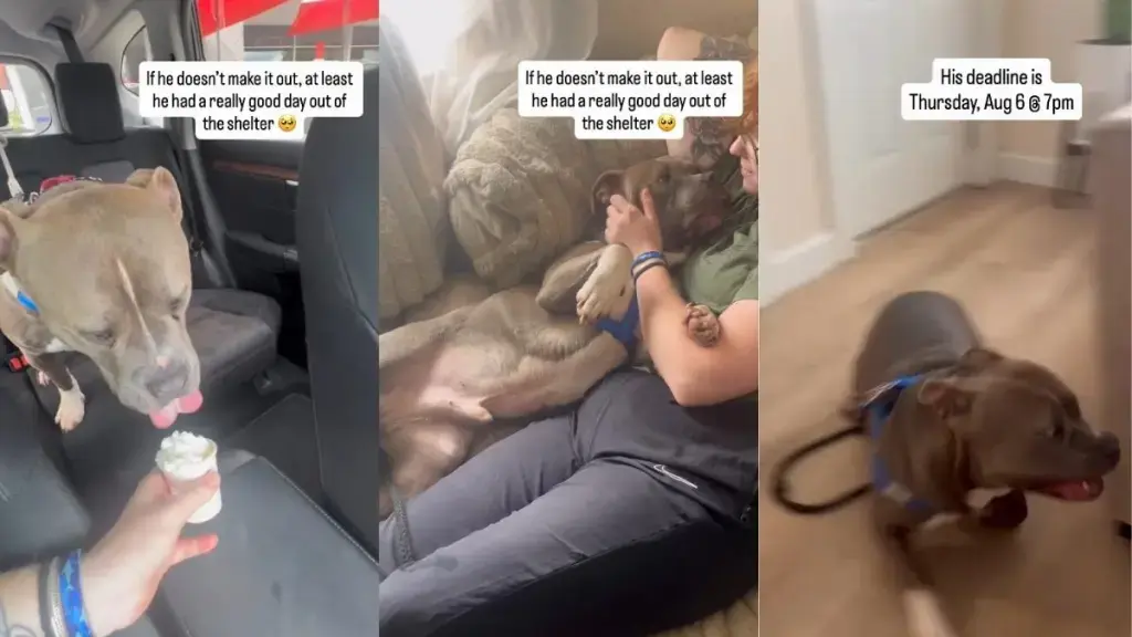 A Shelter Dog’s Brief Escape Reveals the Harsh Reality of Kennel Life
