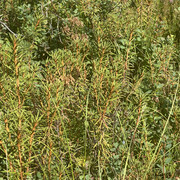 IMG 4598