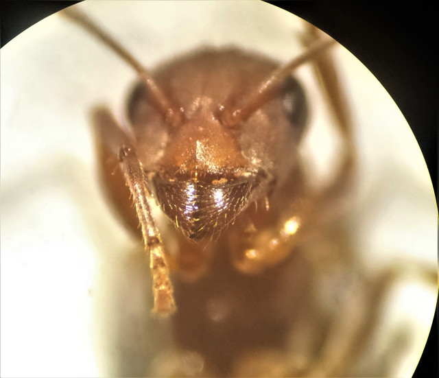 DSC 0033