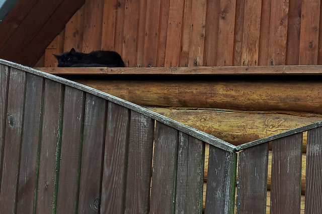 0820-cat-2.jpg