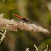 P9053503-1.jpg