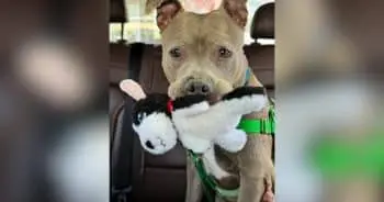 Pit Bull on Euthanasia List Receives Rescue