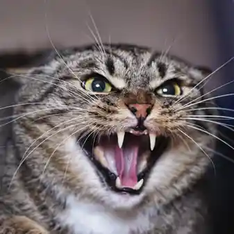 Angry Cat $GRRR